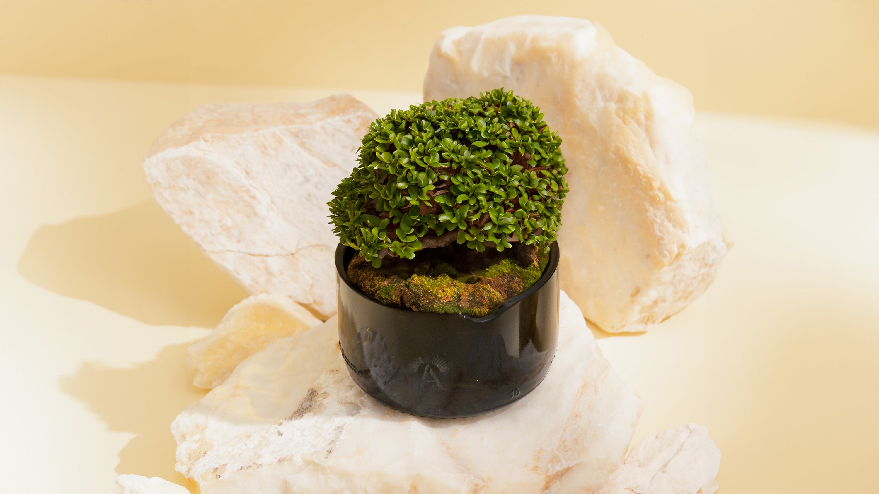 5 semplici azioni per ridurre il tuo impatto ambientale senza rinunce