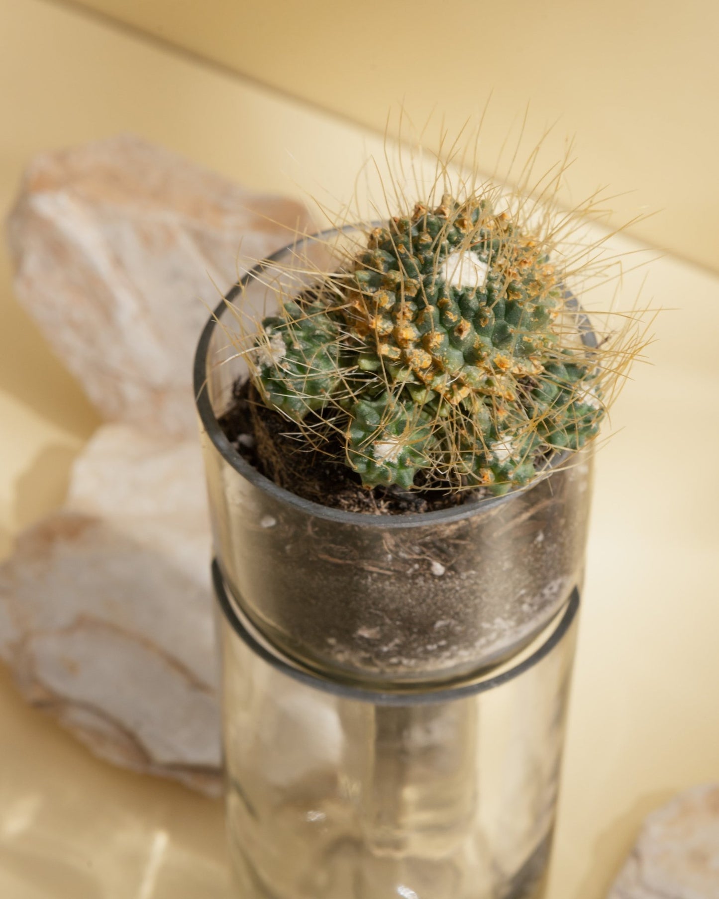 Sustainable Composition with Recycled Wine Bottle and Cactus by Amarzo