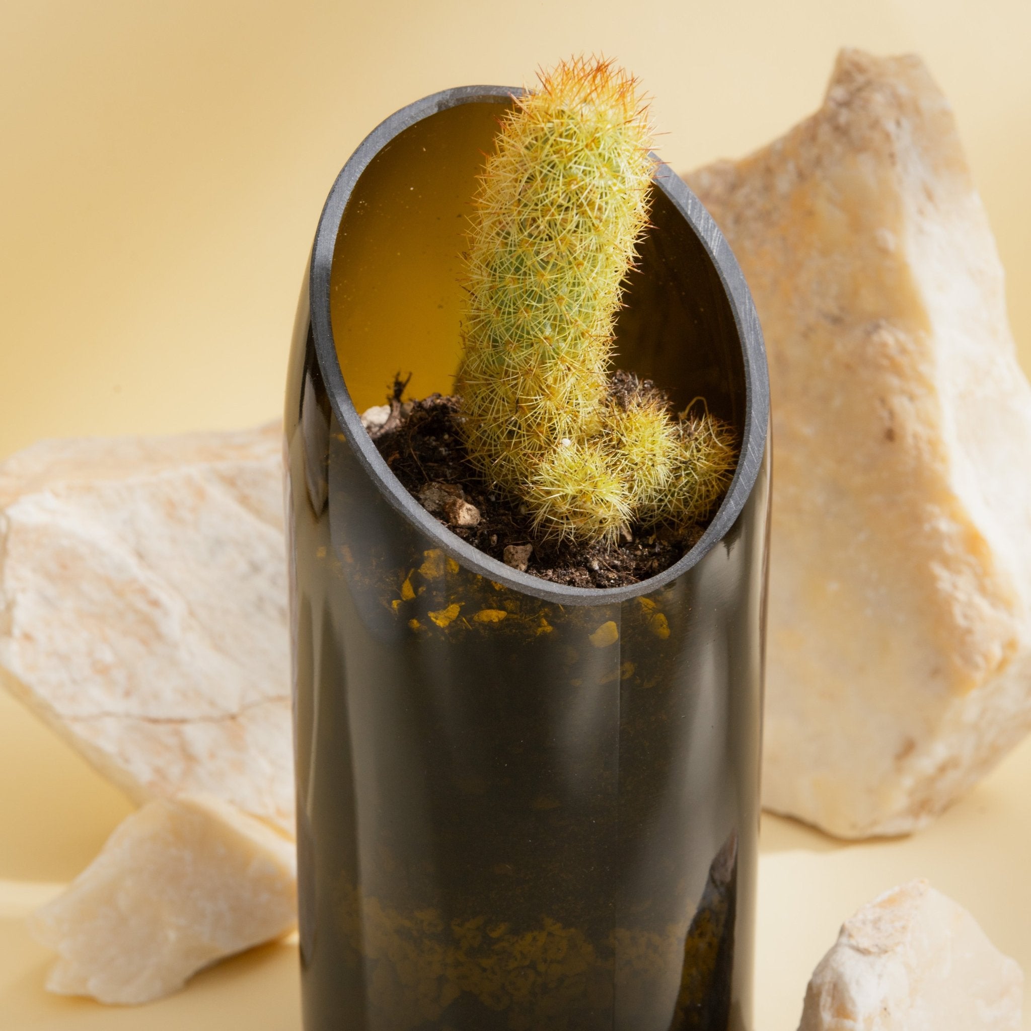 Plante succulente dans un vase en verre | Bouteille de vin mousseux recyclée